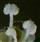 Anthers